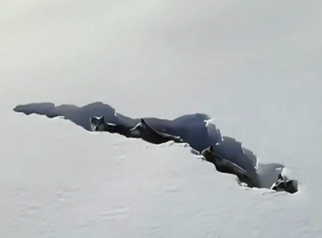 video virale lupi Cina