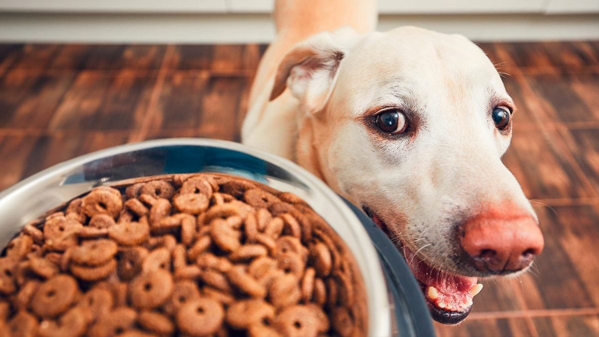 Labrador hanno sempre fame