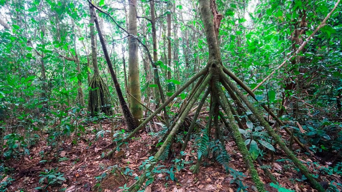 Piante che camminano