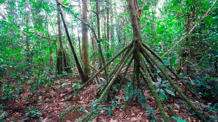 Piante che camminano