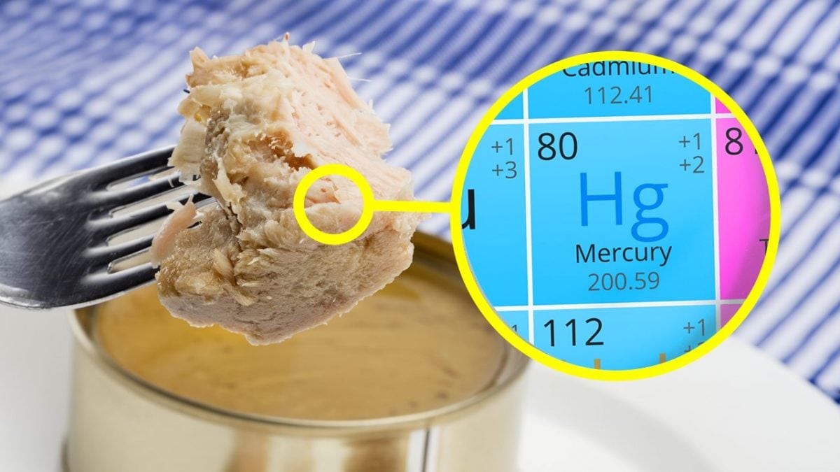 Tonno mercurio scatoletta