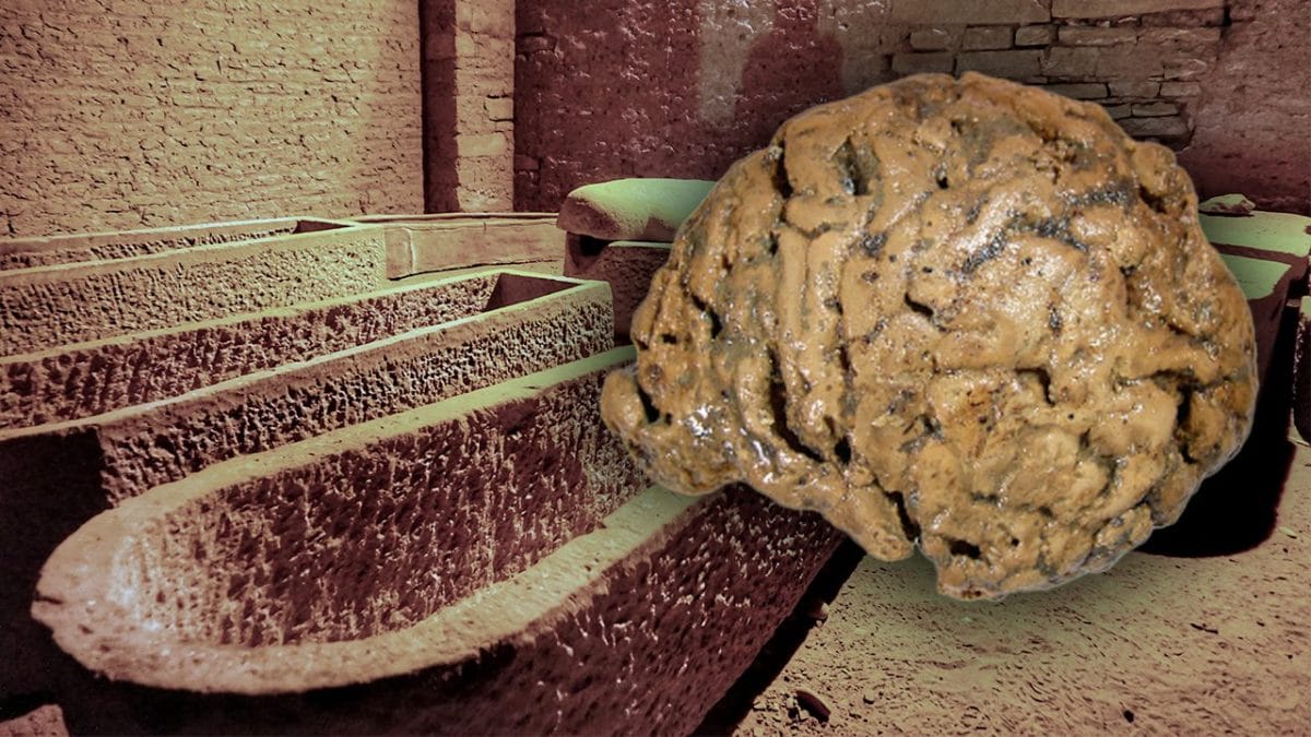 cervelli umani mummificati