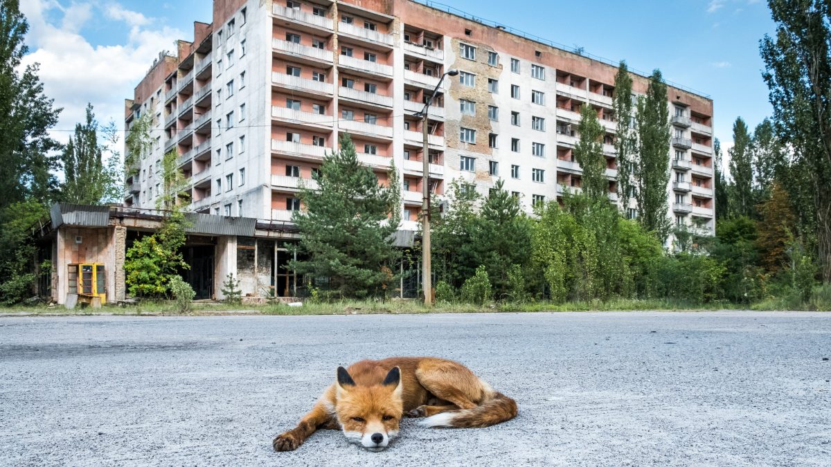chernobyl animali