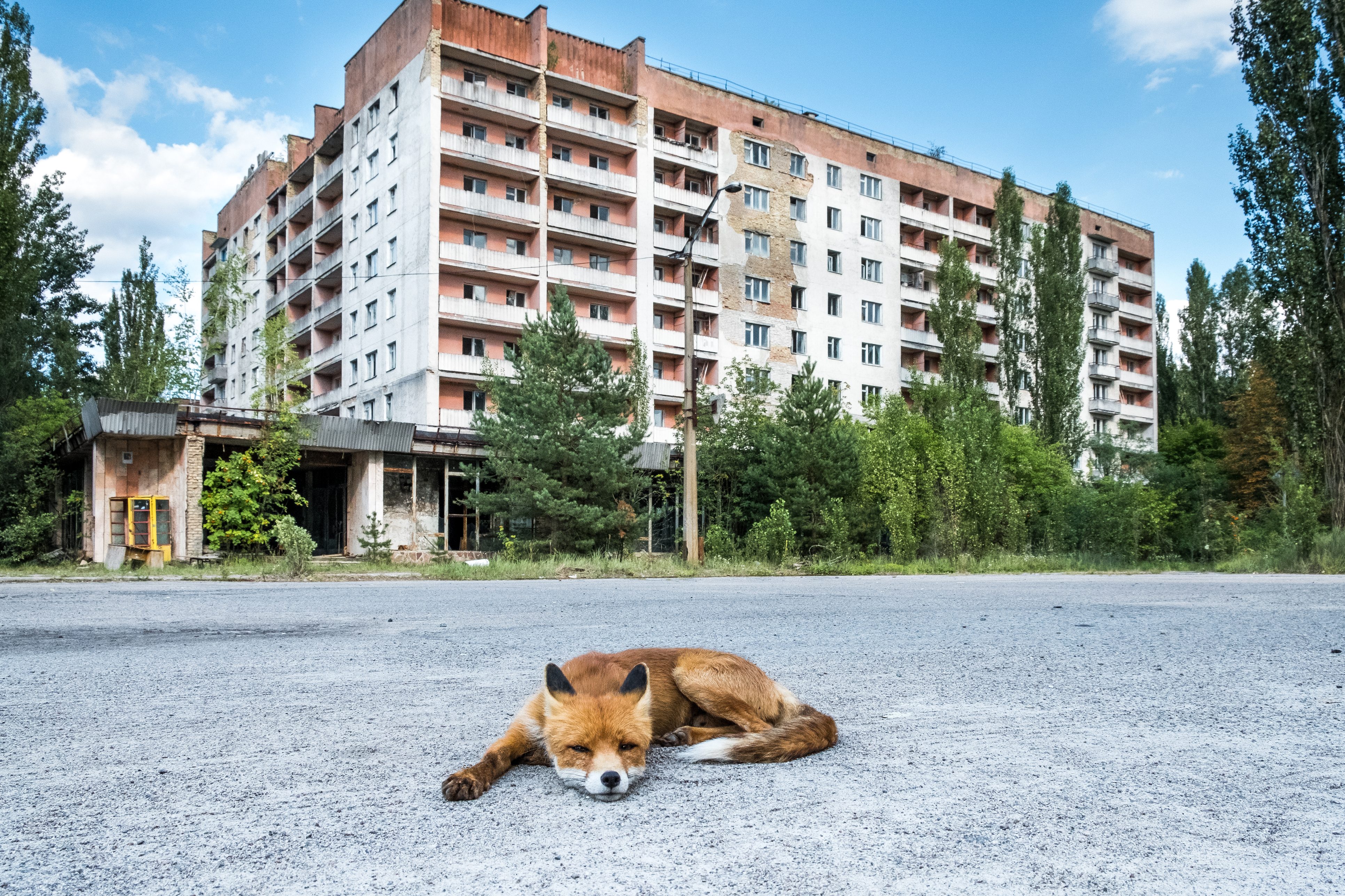chernobyl animali