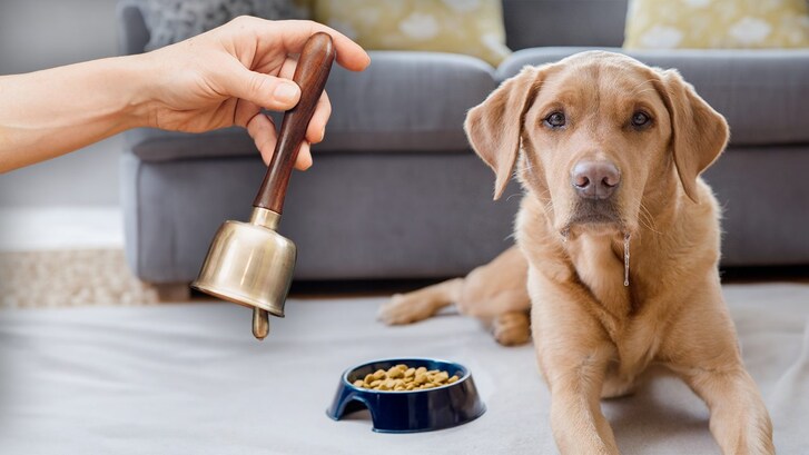 esperimenti di pavlov condizionamento comportamentismo cane