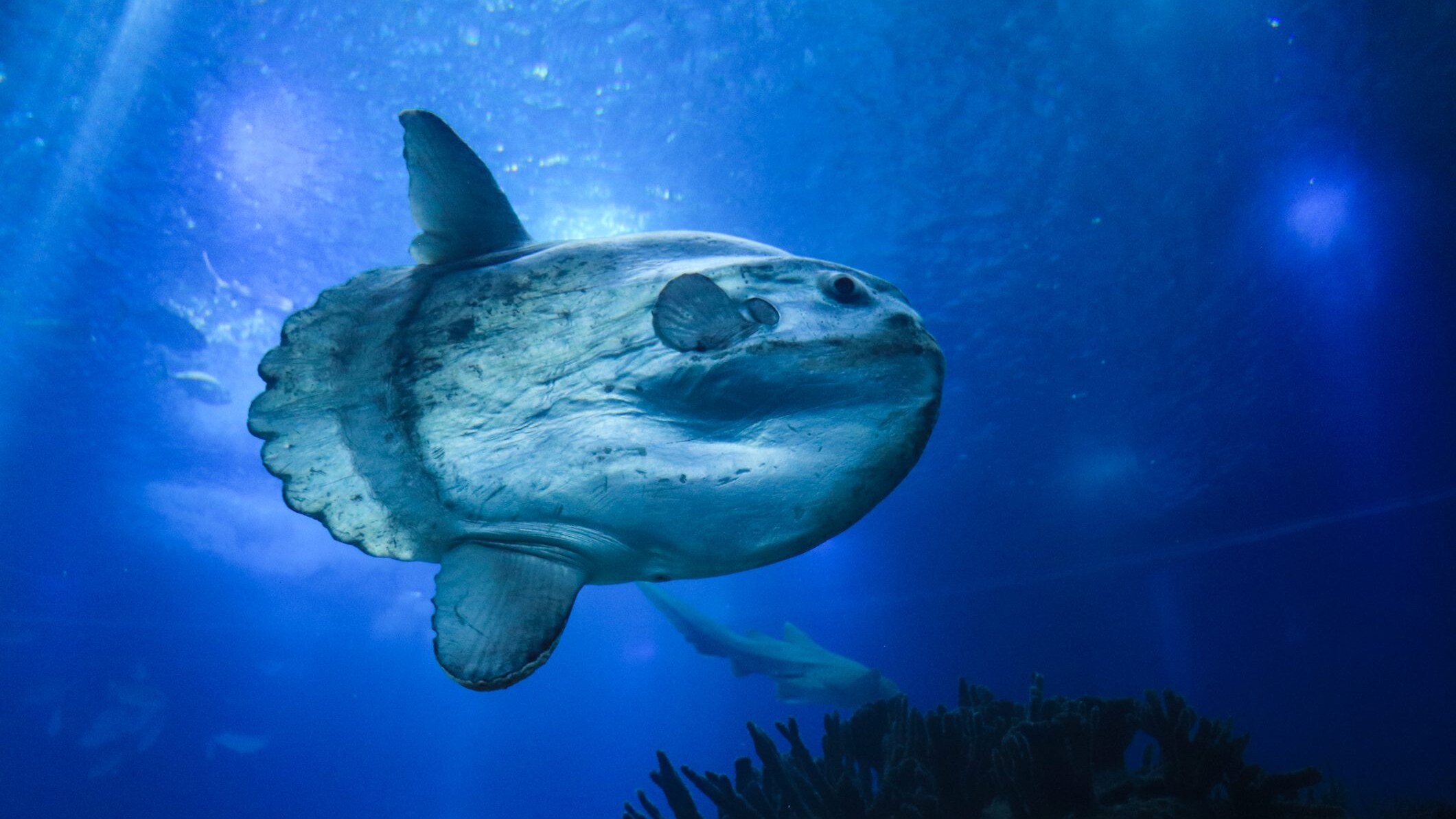 Pesce luna