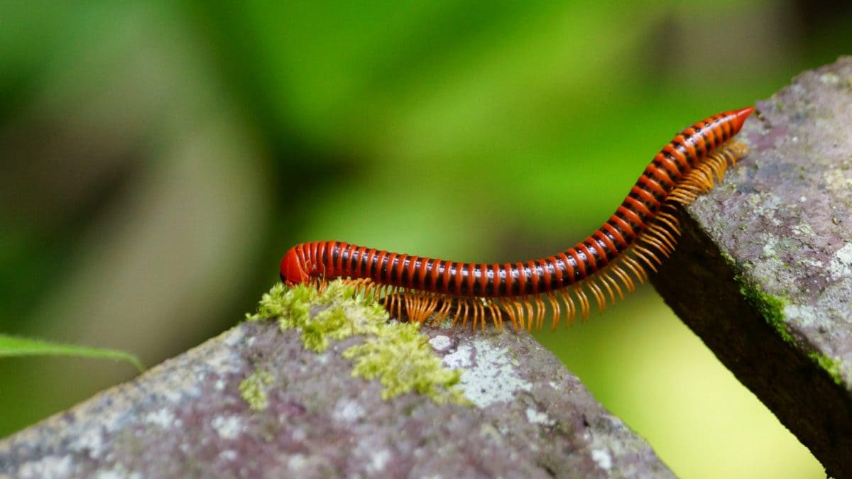 millepiedi hanno veramente mille piedi