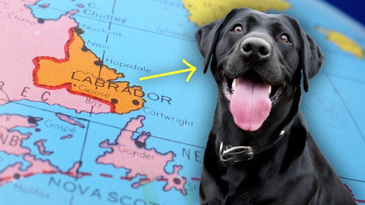 perche il labrador si chiama cosi canada