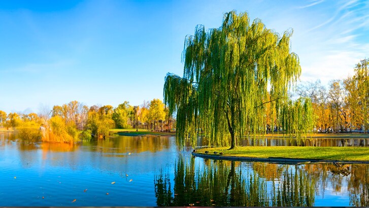 salice piangente acqua