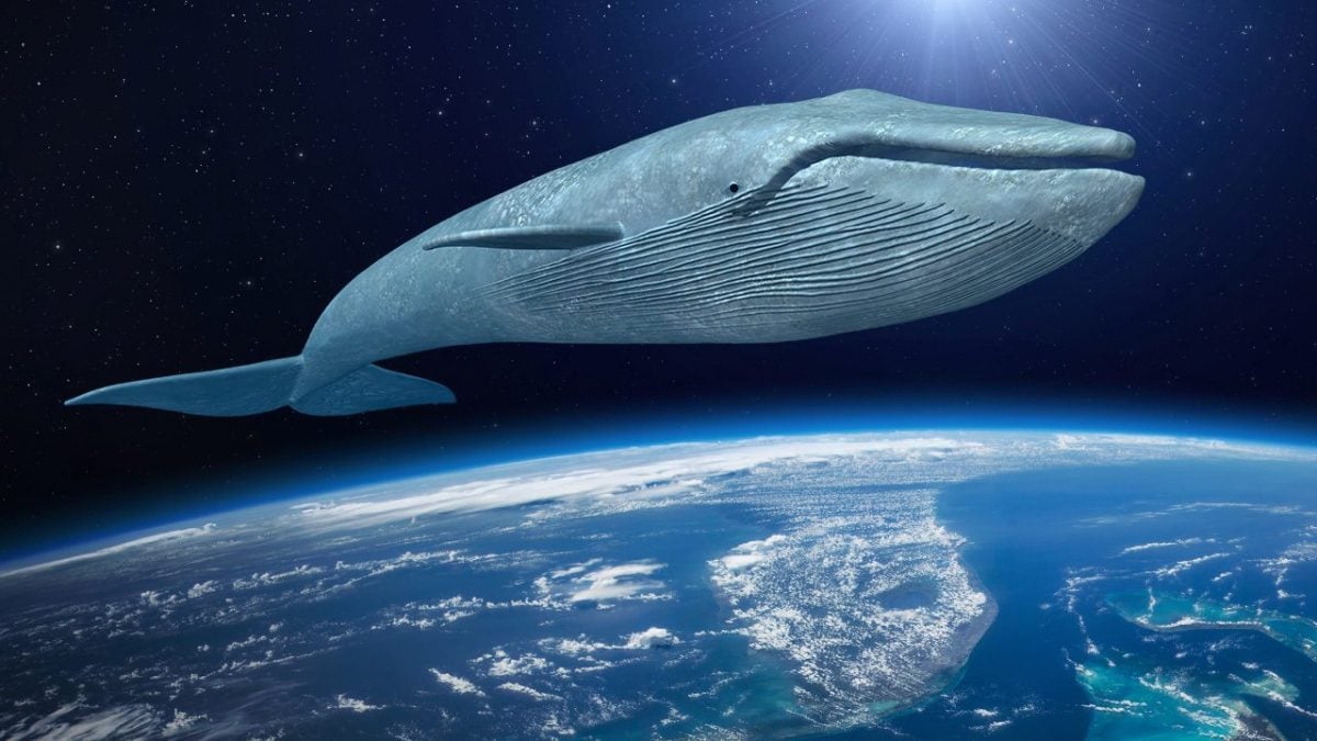 L'animale piu grande del mondo