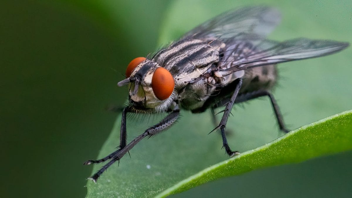 Mosche alta montagna