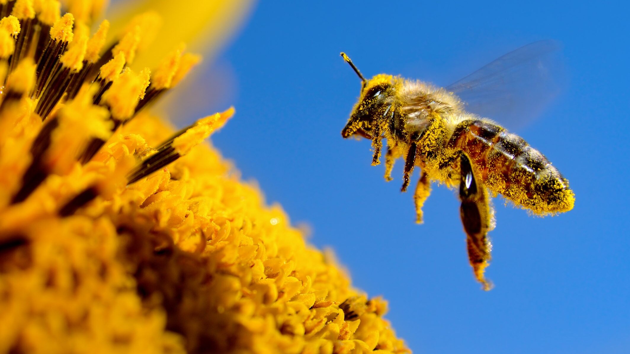 impollinazione polline api