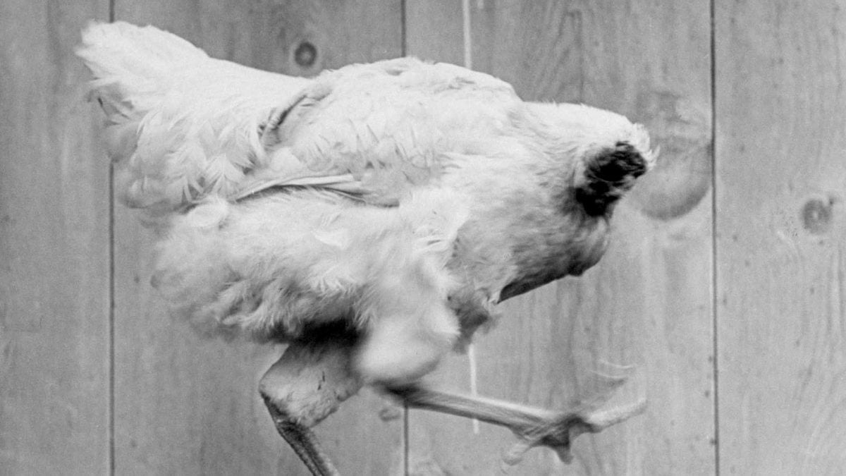 miracle mike pollo senza testa