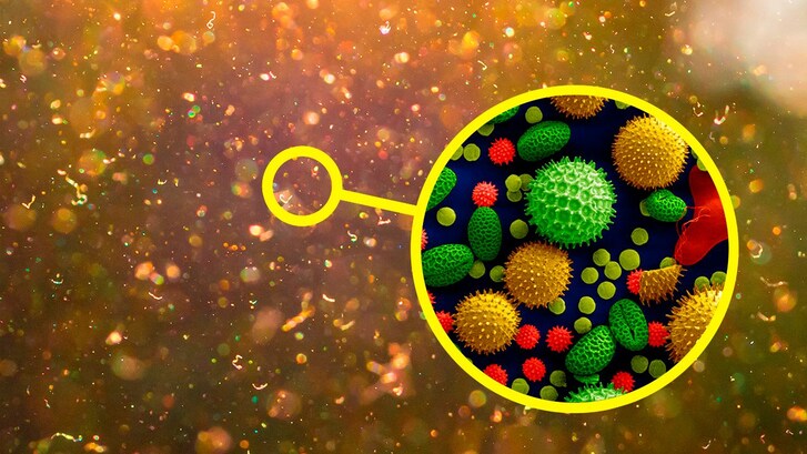 pollini cosa sono e perche siamo allergici
