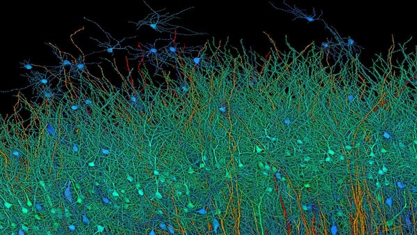 Google AI Brain image