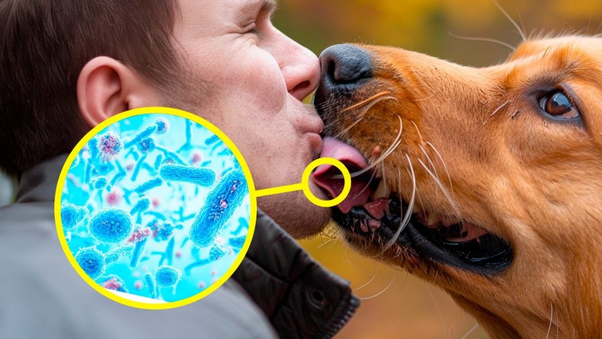 cane lecca bocca batteri e sicuro