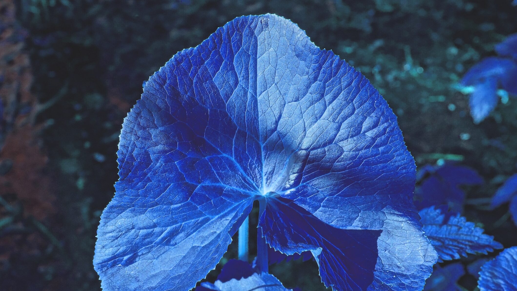 colore foglie piante su altri pianeti