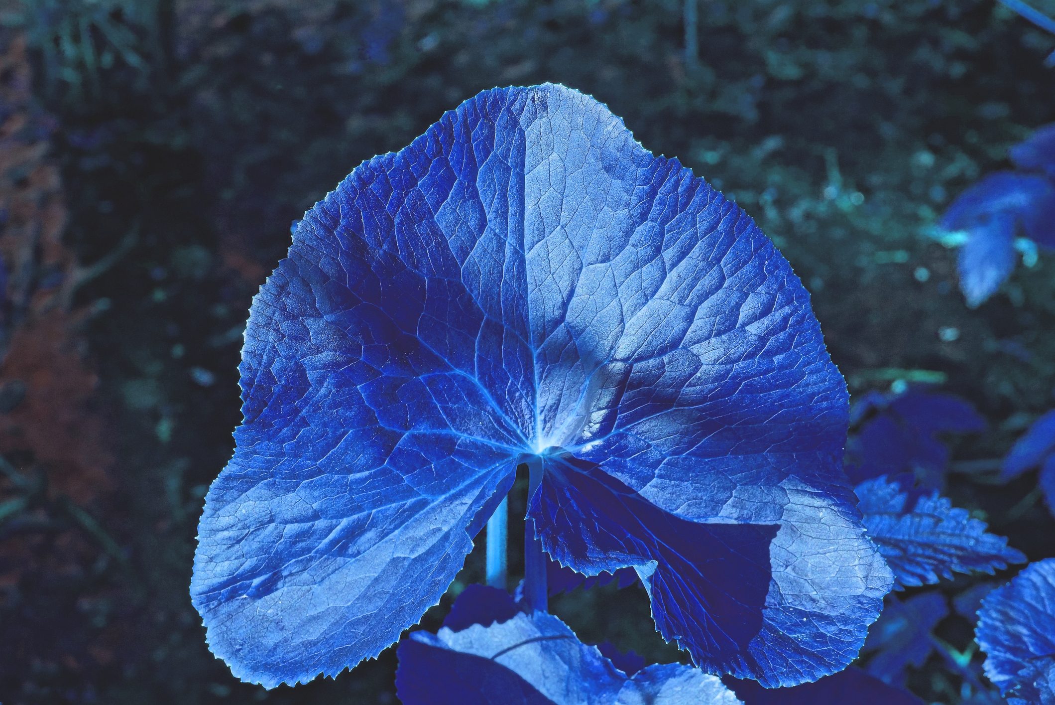 colore foglie piante su altri pianeti