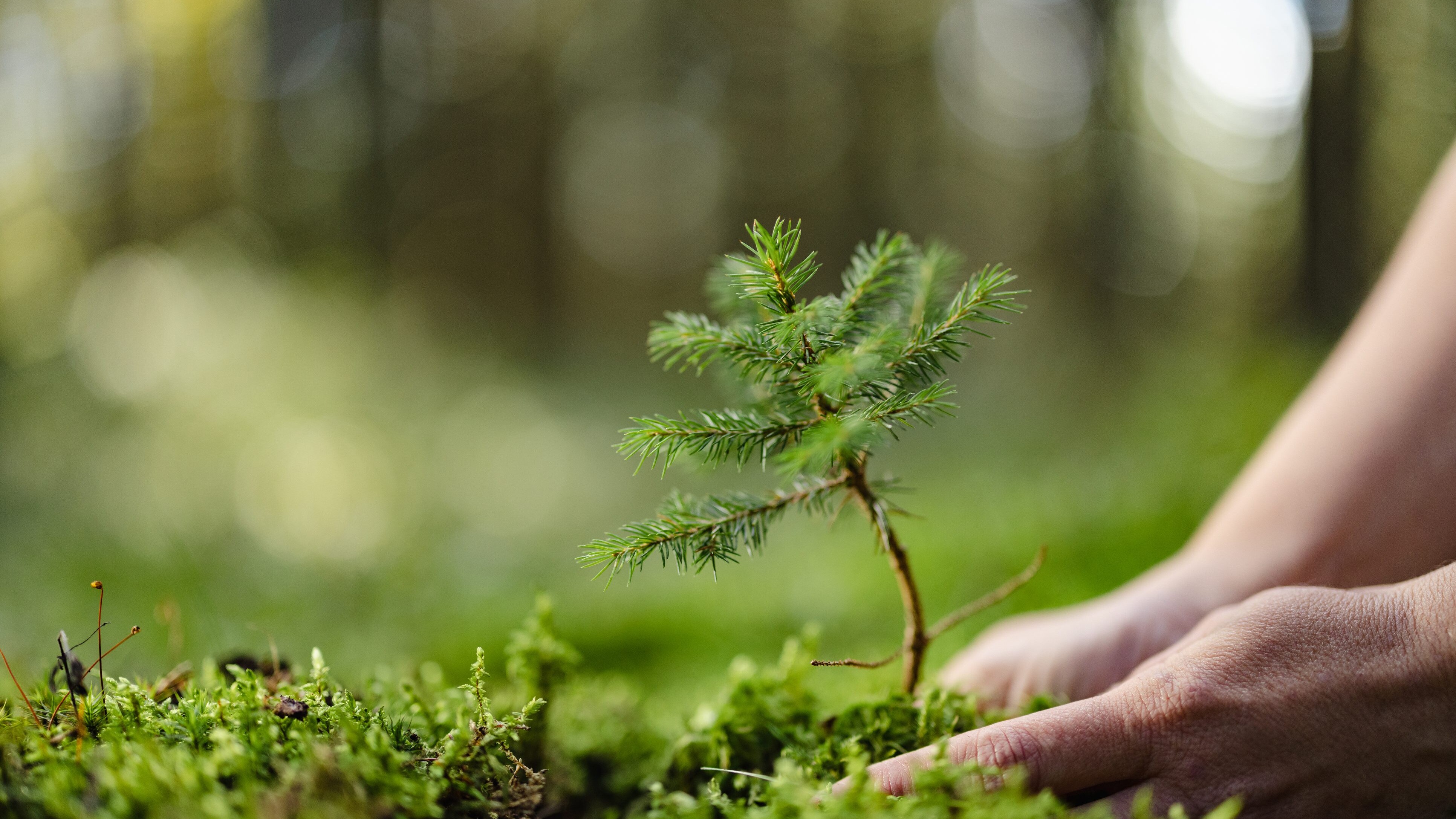 conservazione foreste