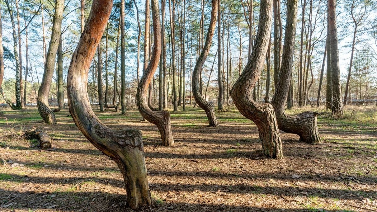 foresta storta di Krzywy Las