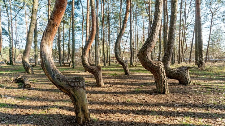 foresta storta di Krzywy Las