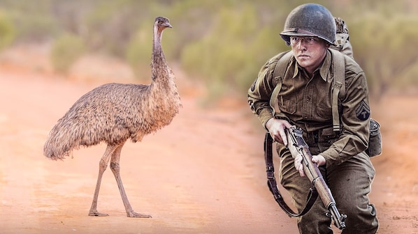 guerra degli emu australia 1932