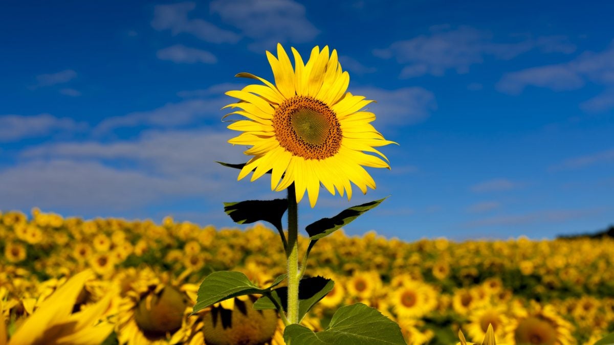 Genera immmagine realisrtica 16:9 di girasoli che sono rivolti verso il sole