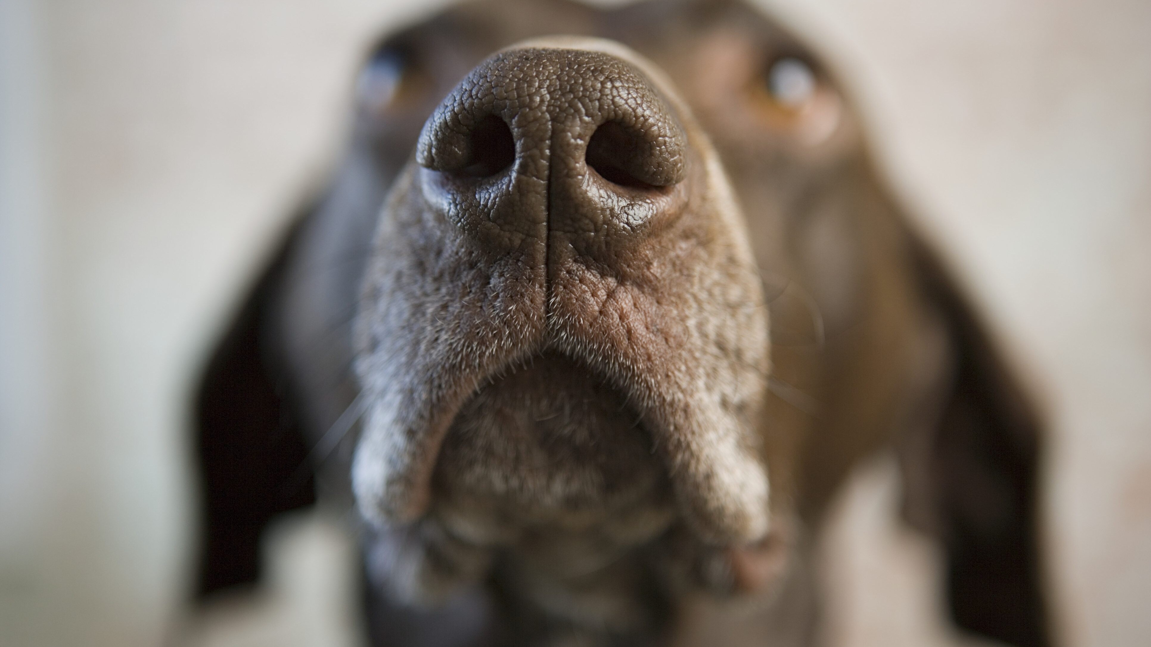 Perche i cani hanno il naso umido