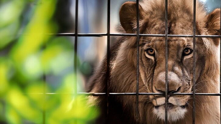 dietro le quinte di uno zoo