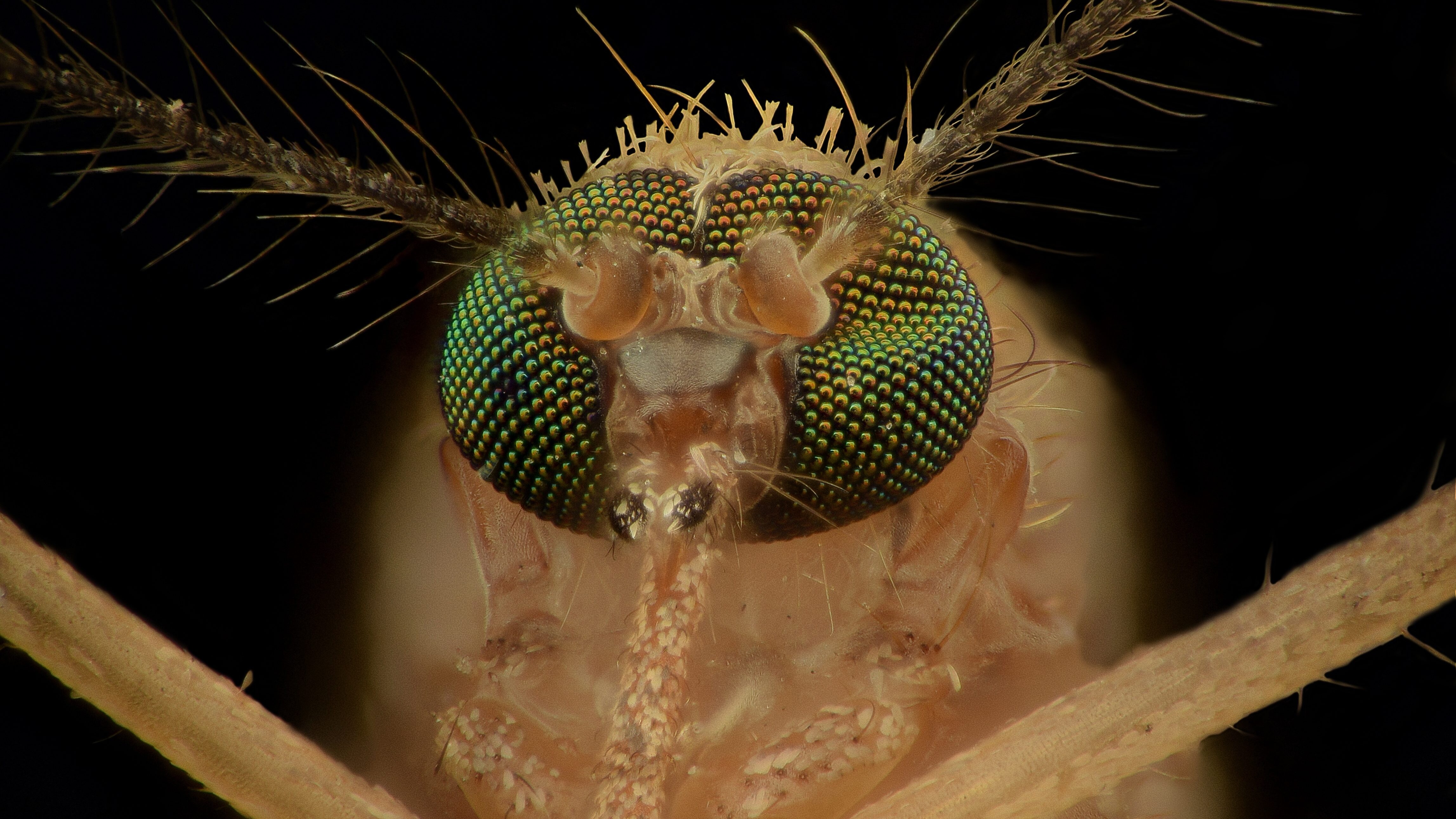 come vedono le zanzare