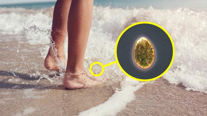 microalga tossica palermo