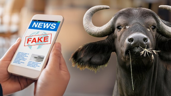 perche fake news falsa notizia si dice bufala