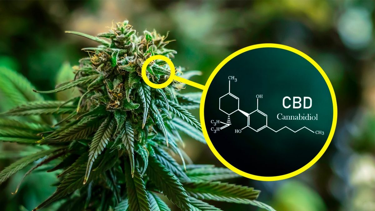 CBD illegale governo cos'e e a cosa serve effetti
