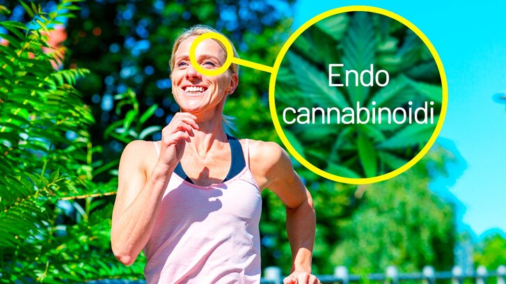 Correre ci fa sentire bene endocannabinoidi sballo del corridore