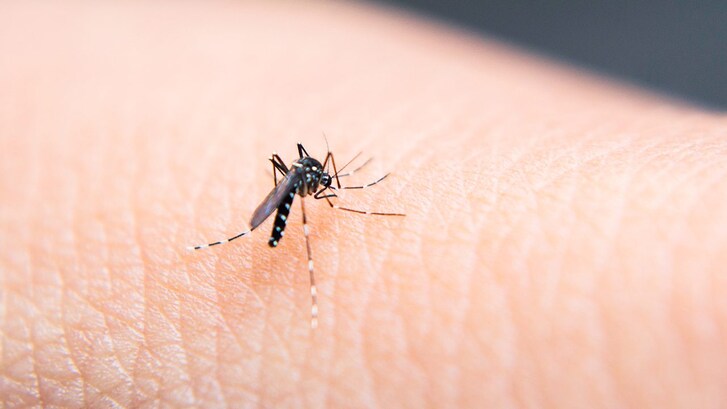 E possibile estinguere le zanzare editign genetico