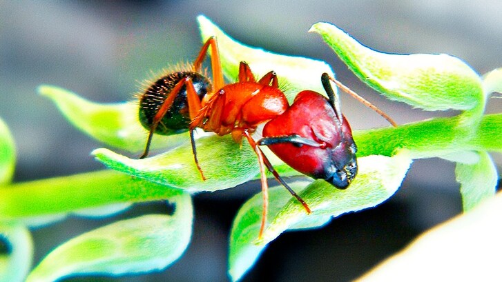 Formiche amputano arti chirurgia Camponotus floridanus