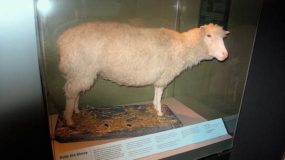 Pecora Dolly com'e stata clonata