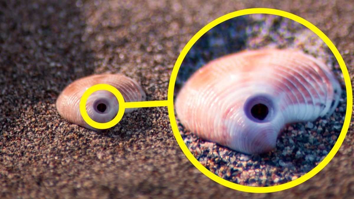 Perche alcune conchiglie hanno il foro