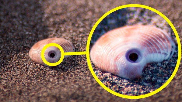 Perche alcune conchiglie hanno il foro