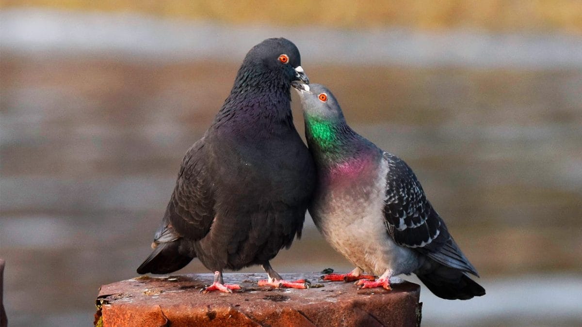 e vero che i piccioni sono monogami
