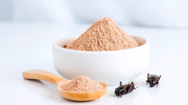 farina di insetti situazione legislazione grilli