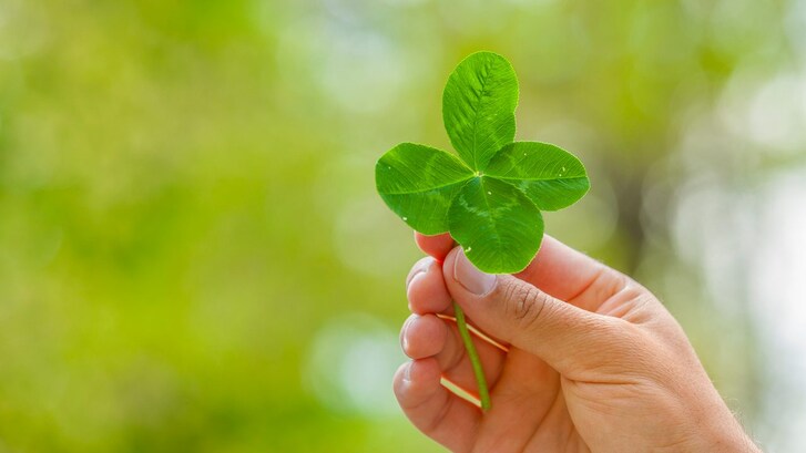 quadrifoglio perche e cosi raro