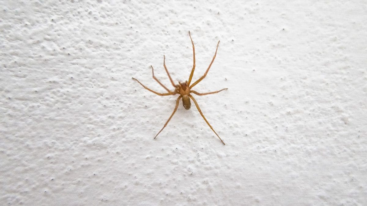 ragno violino morso pericolosita rischi casa