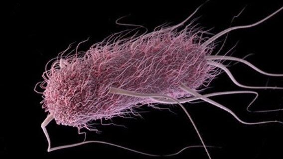 Escherichia coli