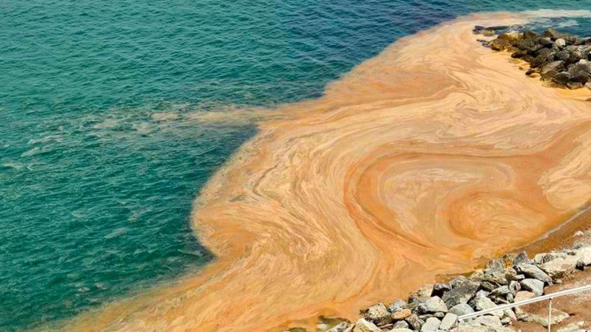 Mucillagini Adriatico