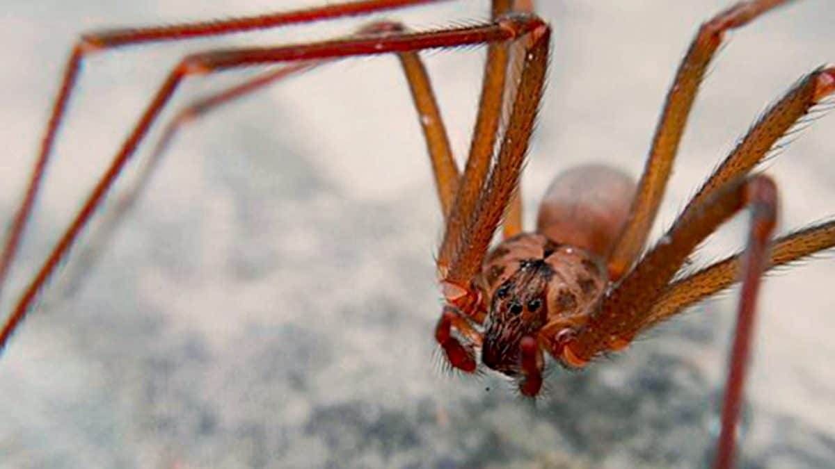 Ragno violino veleno non mortale