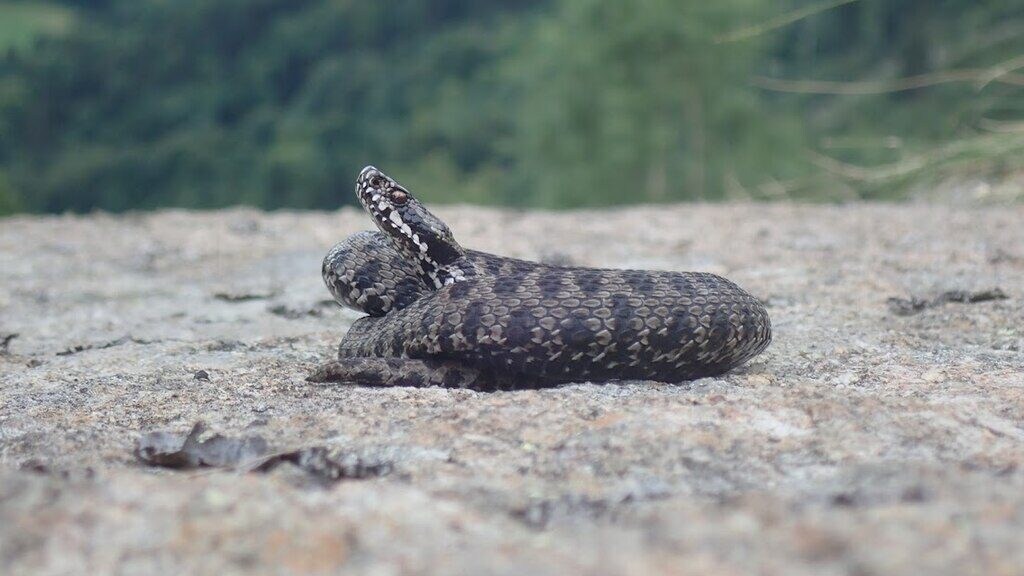 Vipera walser in italia
