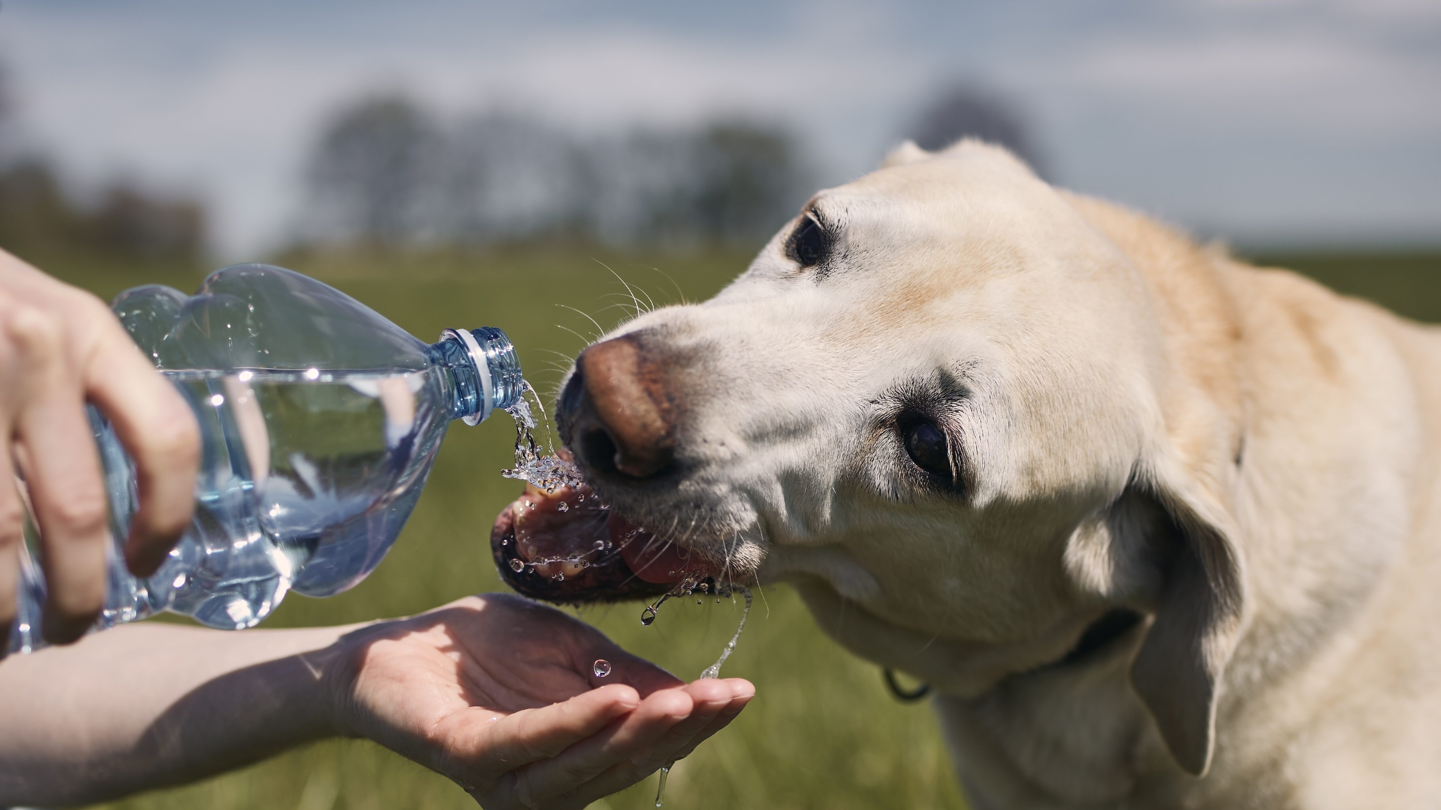termoregolazione cani