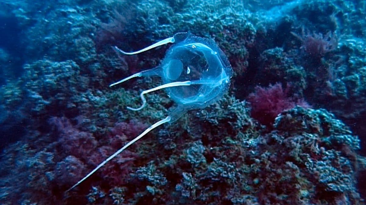 cubomedusa medusa scatola pericolosita