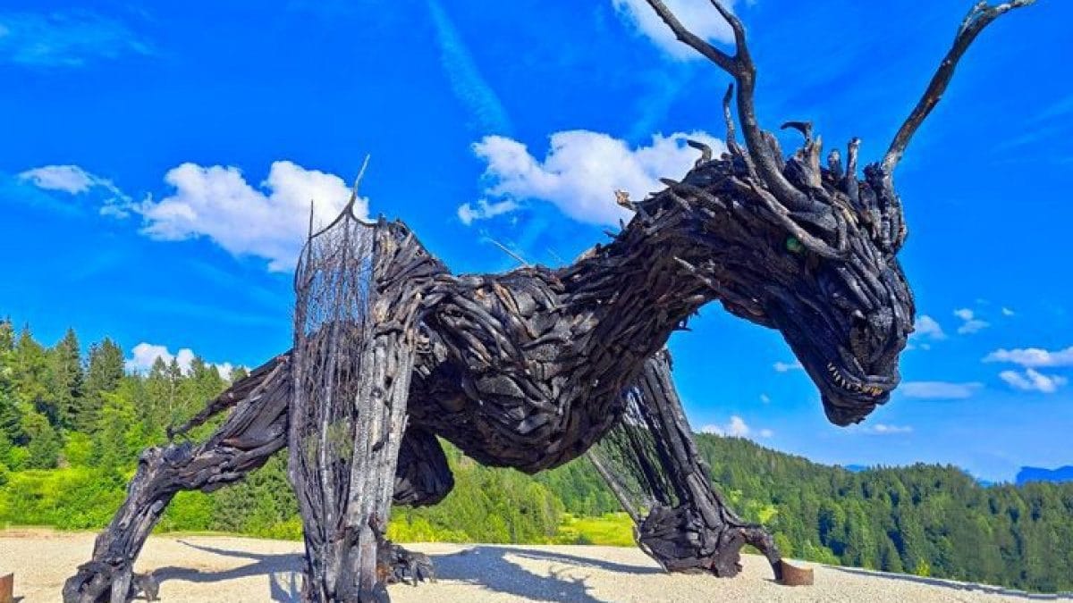 drago alato di vaia lavarone trentino regeneration